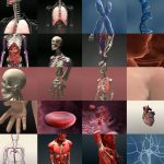 3D Human anatomy