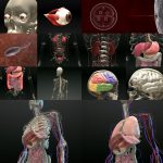3D Human anatomy