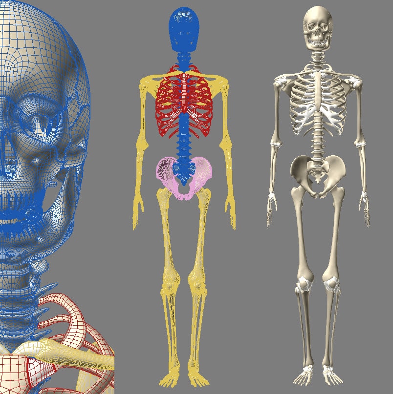 Human anatomy - DD3D Studio