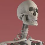 3D skull