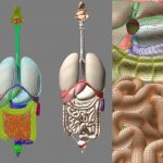 3D digestive system