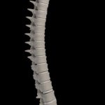 3D Backbone