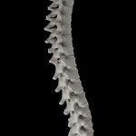 3D Backbone