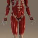 3D muscles