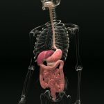 3D Digestive system