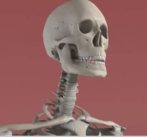 Human anatomy 3D visualization